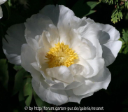 Strauchpäonie Godaishu 2008