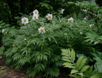Paeonia emodi
