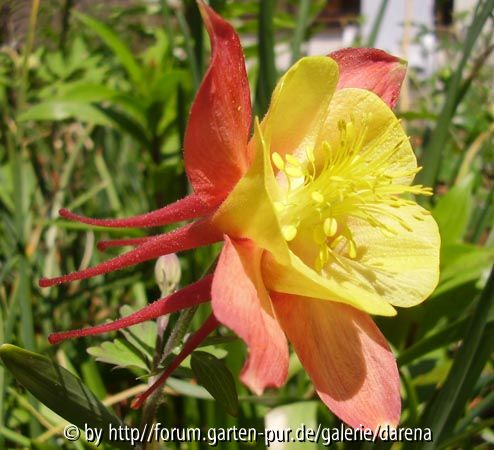 Aquilegia gelborange