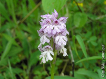 Orchis_militaris_2.jpg
