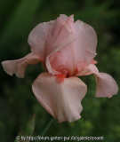 rosa evtl. Jan Elizabeth?