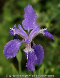 Iris tectorum