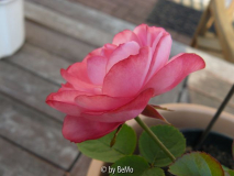 10-08-01-04_R.jpg