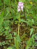 Orchis_militaris_Pflanze~0.jpg