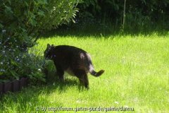 Sonnenflüchter