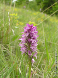Orchis_tridentata.jpg