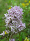 Orchis_tridentata_1.jpg