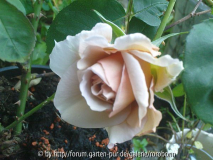 mufflons grey dawn 2.jpg