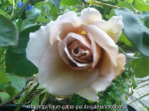 mufflons grey dawn 1.jpg