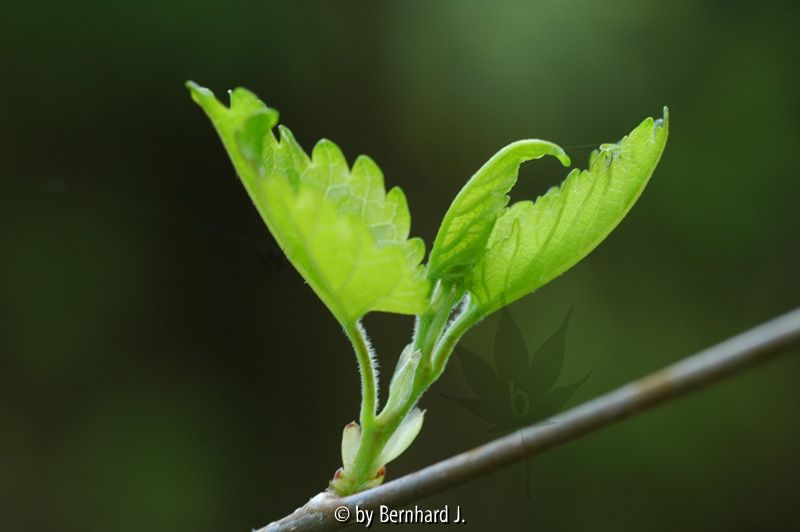 Morus alba - Weiße Maulbeere