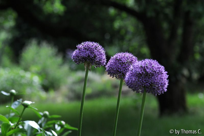 Alliumtrio