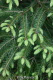 Tannengrün