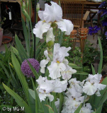 Moni-Allium