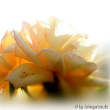 goldstern herbst