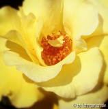goldstern blüte detail