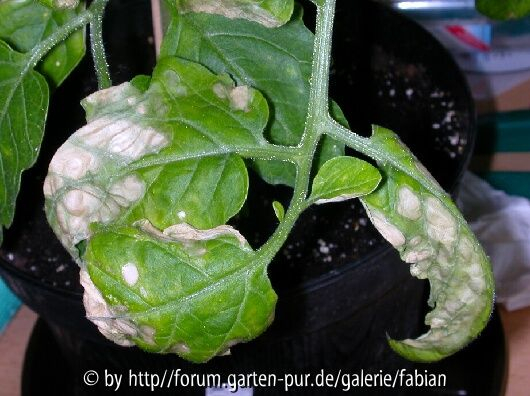 kranke Tomaten mit weißen Flecken auf den Blaettern