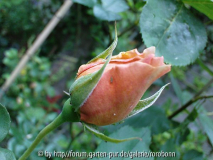 julia s rose op stam 1.jpg