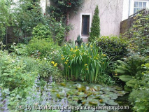 gelbe iris im teich.jpg