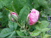 comte de chambord 1.jpg