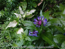 bergflockenblume mit hosta schneeflocke