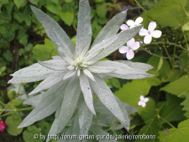 artemisia ludovica mit lunerablüten.jpg