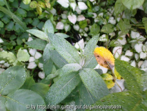 rossminze buddleia 1.jpg