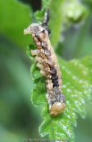 unbekannte Raupe