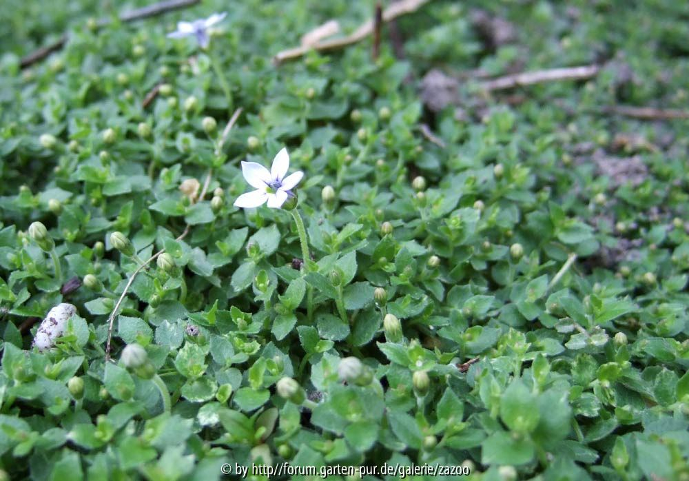 Isotoma fluviatilis