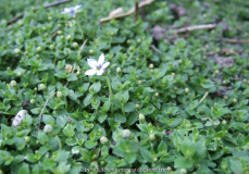 Isotoma fluviatilis