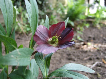 Helleborus Orientalis Hybride HGC Merlin