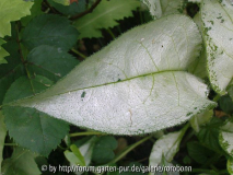 pulmonaria majeste 4.jpg