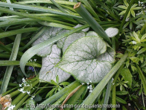 brunnera looking glas silbern~0.jpg