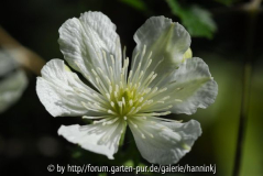 Clematis potaninii 1