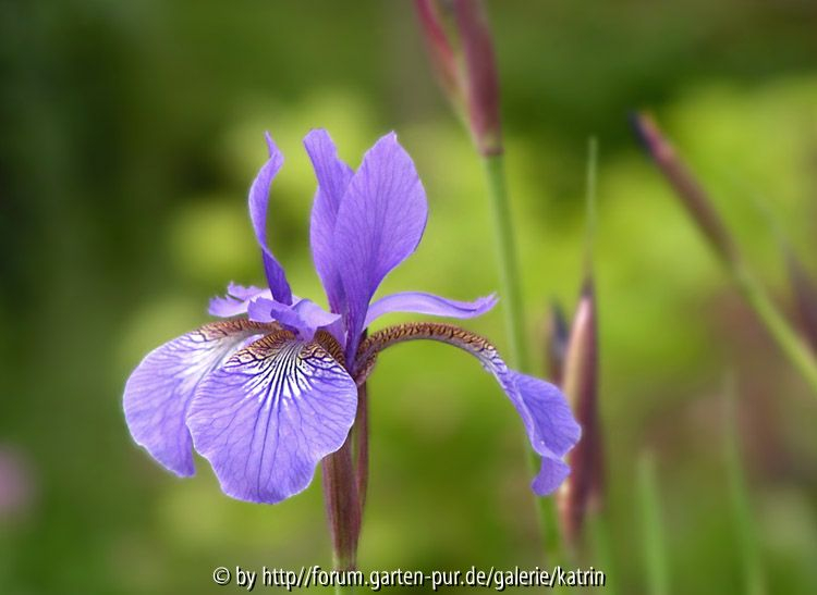 Iris sibirica