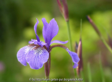 Iris sibirica