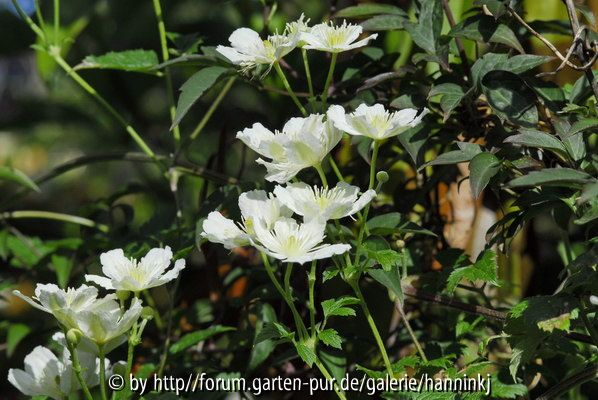 Clematis potaninii 2