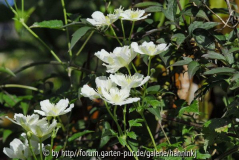 Clematis potaninii 2