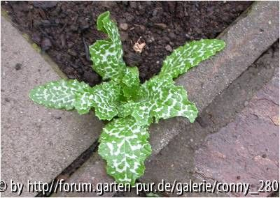 Frage1