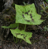 Podophyllum species