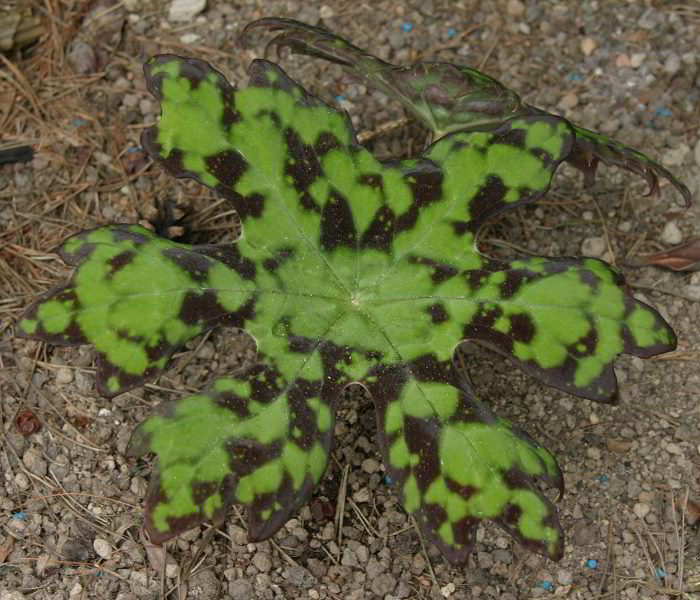 Podophyllum delavayi