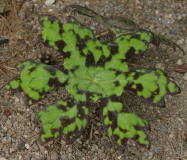 Podophyllum delavayi
