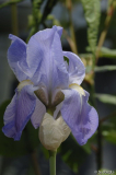 Iris I Toskana