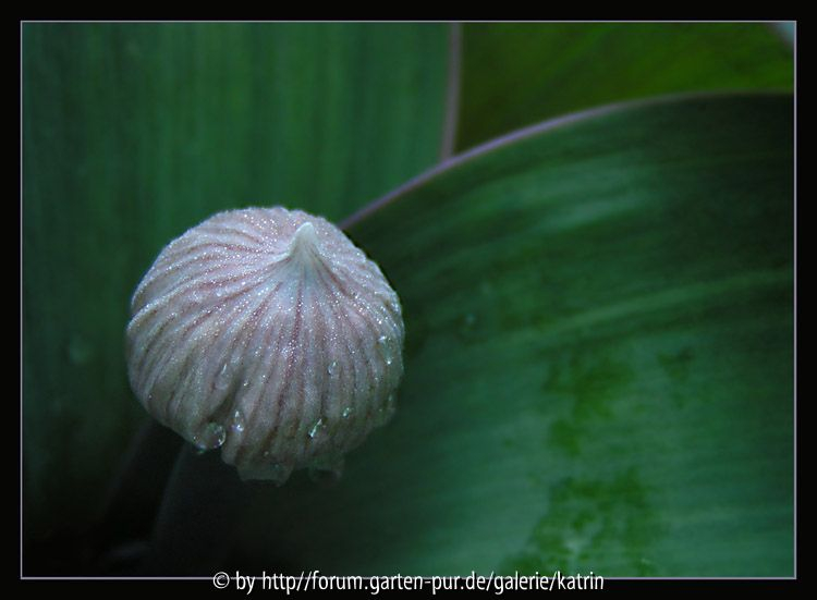 Allium
