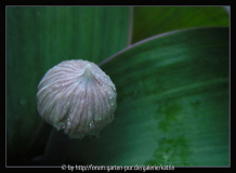 Allium