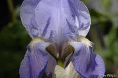 Iris II Toskane
