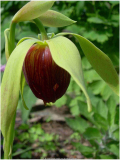 Darlingtonia californica
