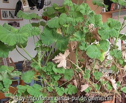 pelargonium