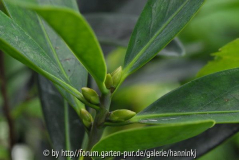 Camellia azalea knoppen