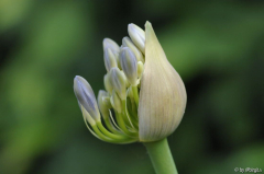 Agapanthus