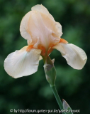 Apricotfarben hoch